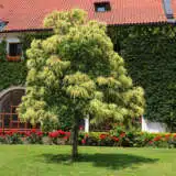 Chestnut Chestnut