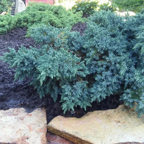 Conifer Blue Carpet Conifer Blue Carpet