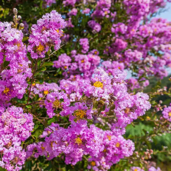Crepe Myrtle Lipan Crepe Myrtle Lipan