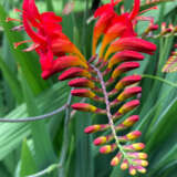 Crocosmia Lucifer Crocosmia Lucifer