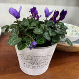 Cyclamen Dragon Blue Cyclamen Dragon Blue