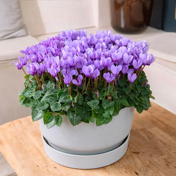 Cyclamen Dragon Blue Cyclamen Dragon Blue