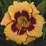 Daylily Barbara Kirby
