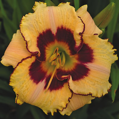 Daylily Barbara Kirby
