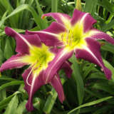 Daylily Peacock Maiden