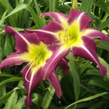 Daylily Peacock Maiden Pkdlipma - Garden Express Australia