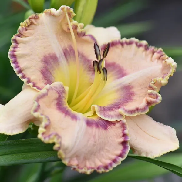 Daylily Ruffles Have Ripples Daylily Ruffles Have Ripples