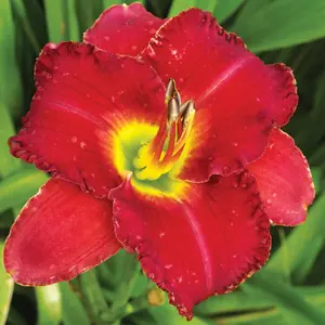 Daylily Tennesee Treasure Daylily Tennesee Treasure