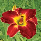 Daylily Unforgettable Fire Pkdliufi - Garden Express Australia
