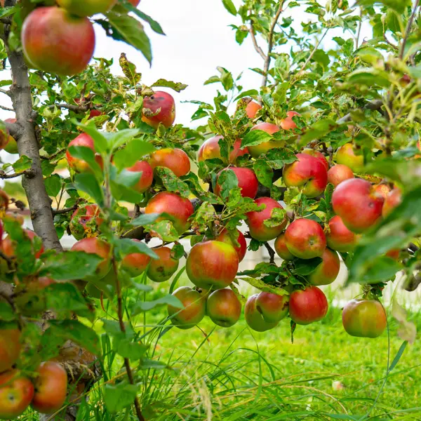 Dwarf Apple Bite Size (Pbr)