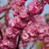 Dwarf Flowering Peach Pink Dwarf Flowering Peach Pink