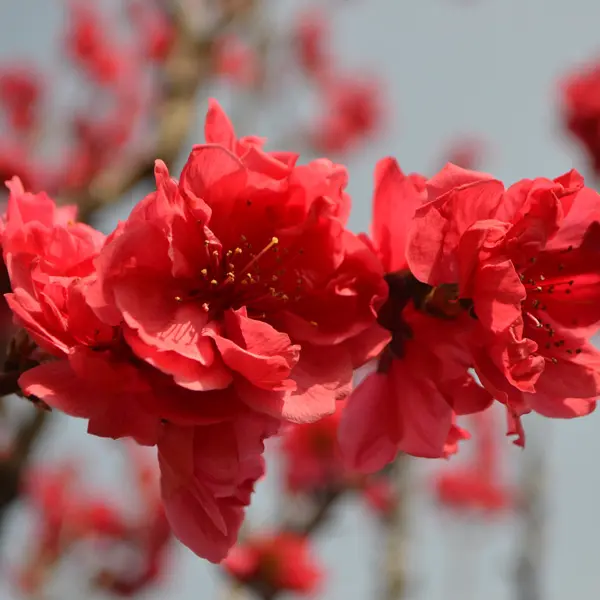 Dwarf Flowering Peach Red Dwarf Flowering Peach Red