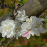 Dwarf Flowering Peach White Dwarf Flowering Peach White