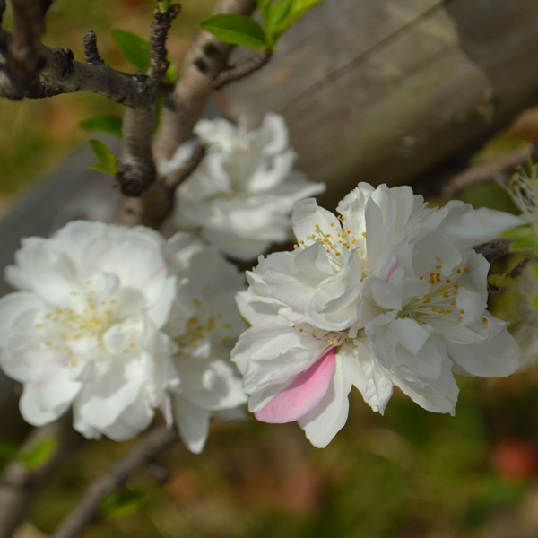 Dwarf Flowering Peach White Dwarf Flowering Peach White