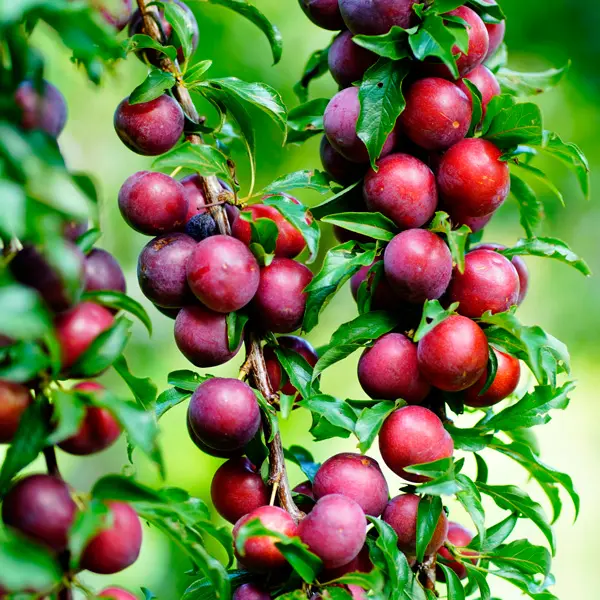 Dwarf Plum Satsuma Dwarf Plum Satsuma