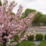 Flowering Almond Double Pink Flowering Almond Double Pink