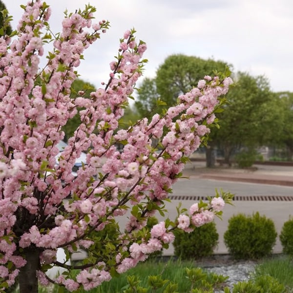 Flowering Almond Double Pink Flowering Almond Double Pink
