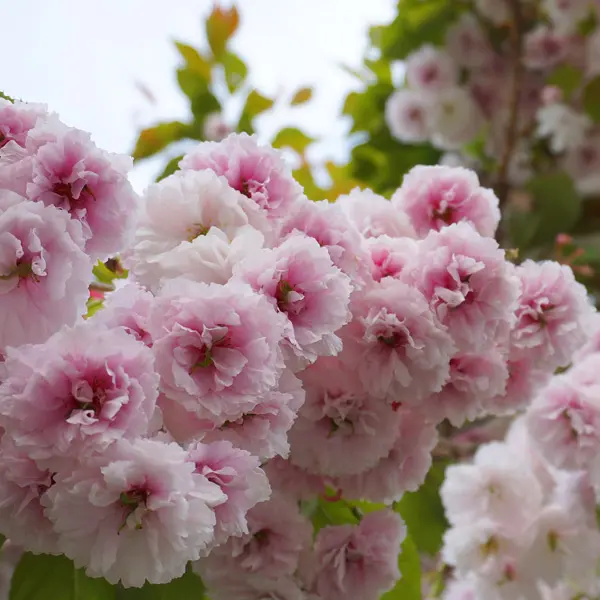 Flowering Cherry- Prunus Jh Veitch Flowering Cherry- Prunus Jh Veitch