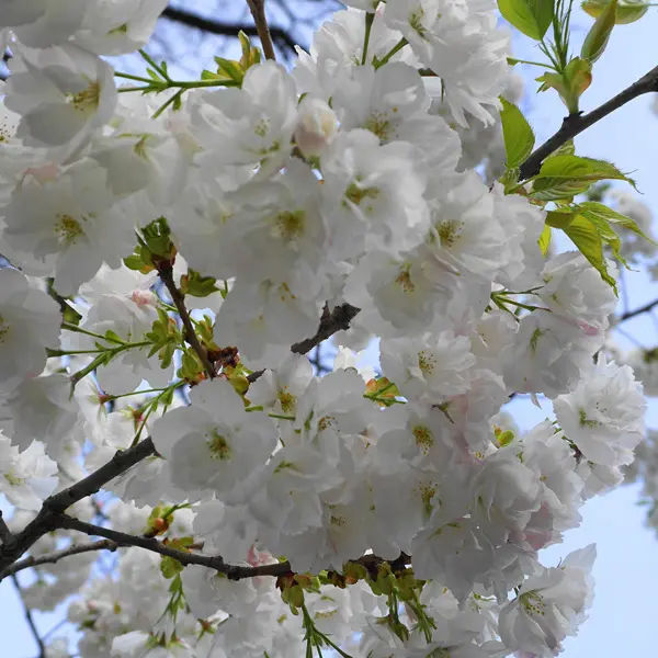 Flowering Cherry- Prunus Mt Fuji Flowering Cherry- Prunus Mt Fuji