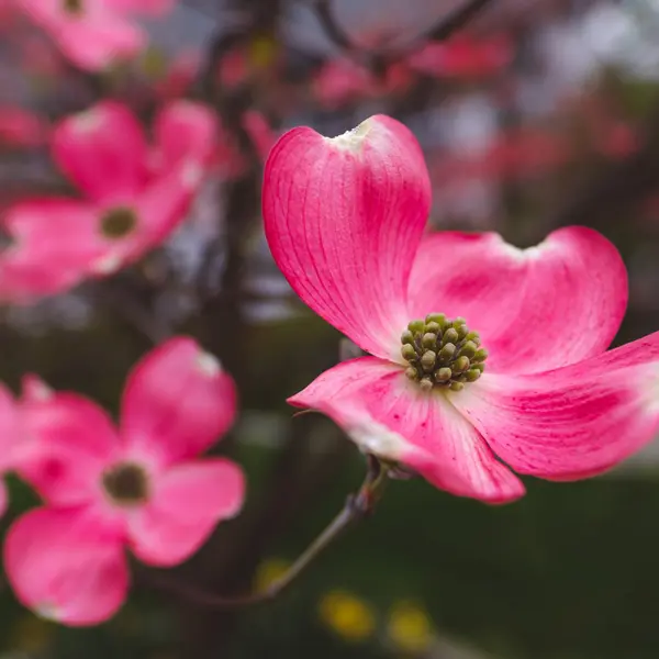 Flowering Dogwood Cherokee Chief Flowering Dogwood Cherokee Chief
