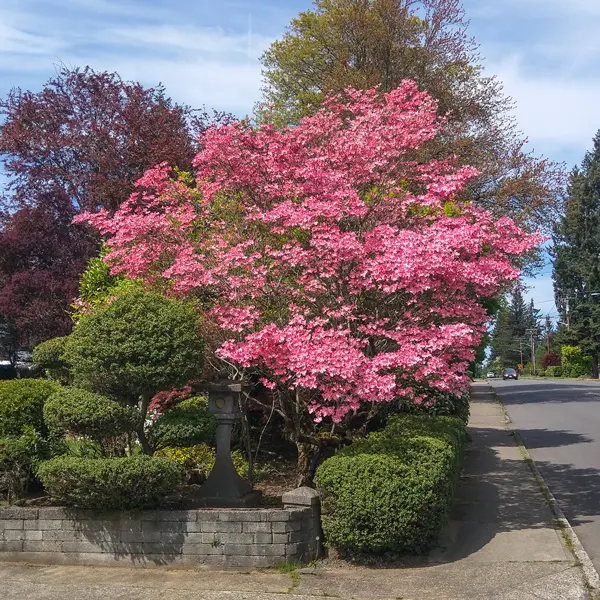 Flowering Dogwood Cherokee Chief Flowering Dogwood Cherokee Chief
