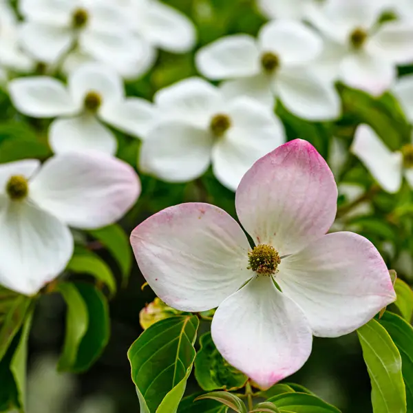 Flowering Dogwood Eric Gennet Flowering Dogwood Eric Gennet