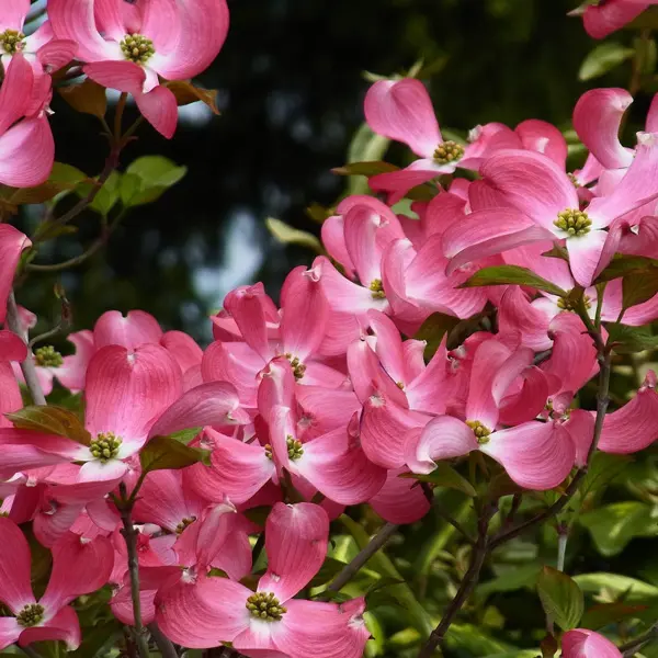 Flowering Dogwood Pink- Rubra Flowering Dogwood Pink- Rubra