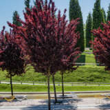 Flowering Plum- Prunus Nigra