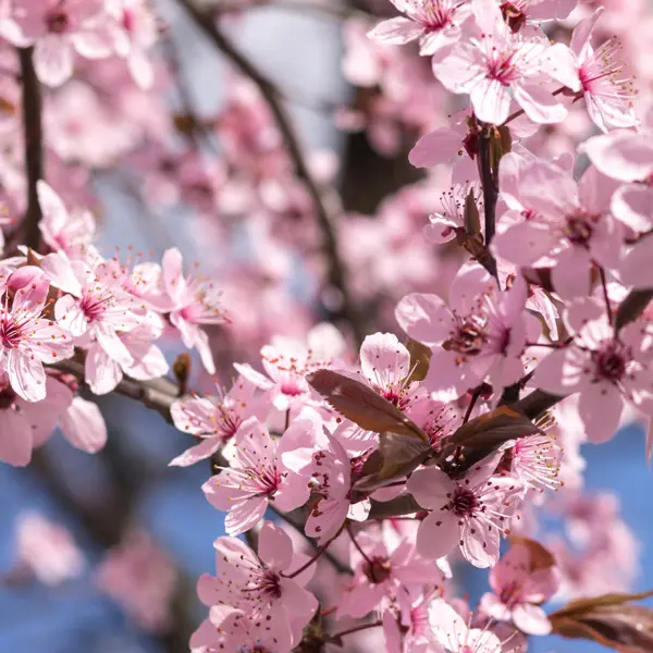 Flowering Plum- Prunus Nigra Flowering Plum- Prunus Nigra