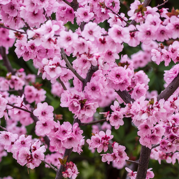 Flowering Plum- Prunus X Blireana Flowering Plum- Prunus X Blireana