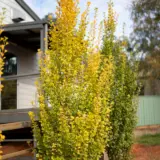 Ginkgo Lemonline Spire (Pbr) Ginkgo Lemonline Spire (Pbr)
