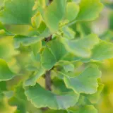 Ginkgo Lemonline Spire (Pbr) Ginkgo Lemonline Spire (Pbr)