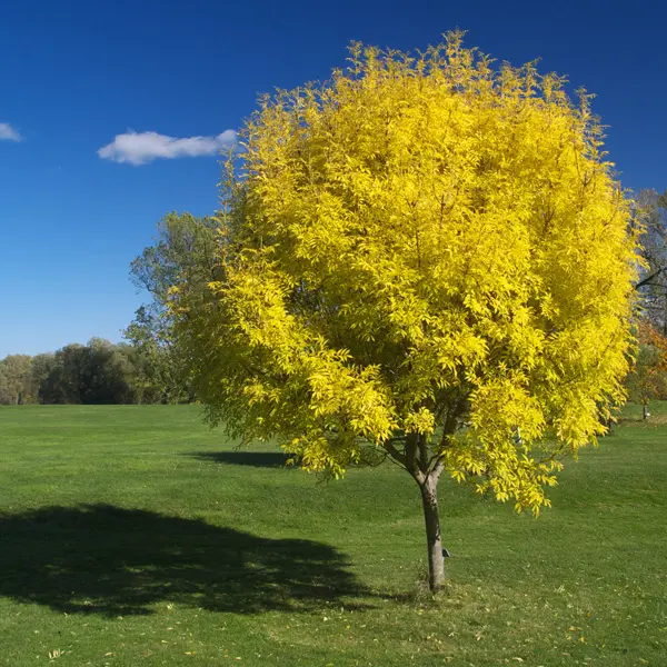 Golden Ash Golden Ash