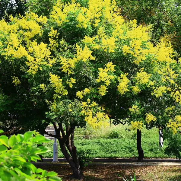 Golden Rain Tree