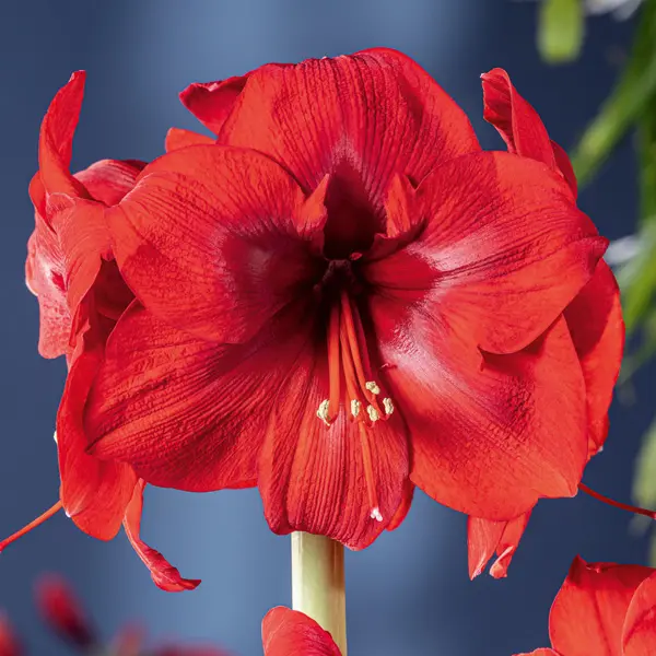 Hippeastrum Fire Ball Hippeastrum Fire Ball
