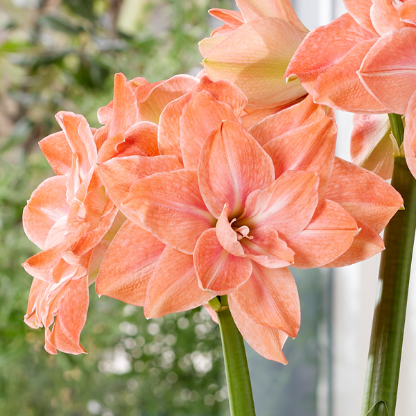 Hippeastrum Flamingo Amadeus Hippeastrum Flamingo Amadeus