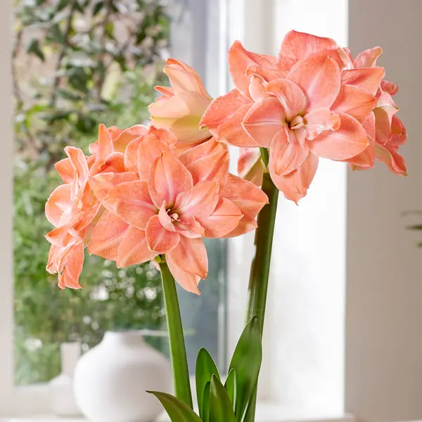 Hippeastrum Flamingo Amadeus Hippeastrum Flamingo Amadeus