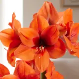 Hippeastrum Horizon 2 Pkhiphor - Garden Express Australia