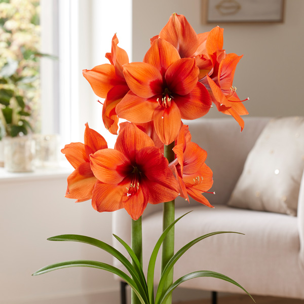 Hippeastrum Horizon Hippeastrum Horizon