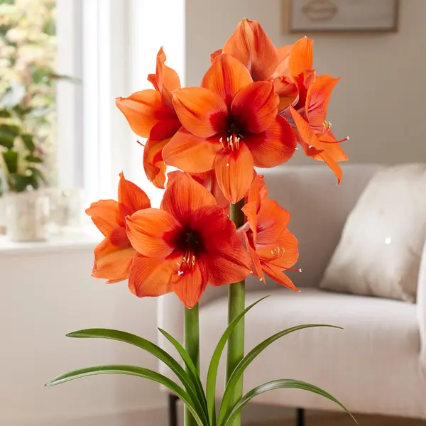 Hippeastrum Horizon Hippeastrum Horizon