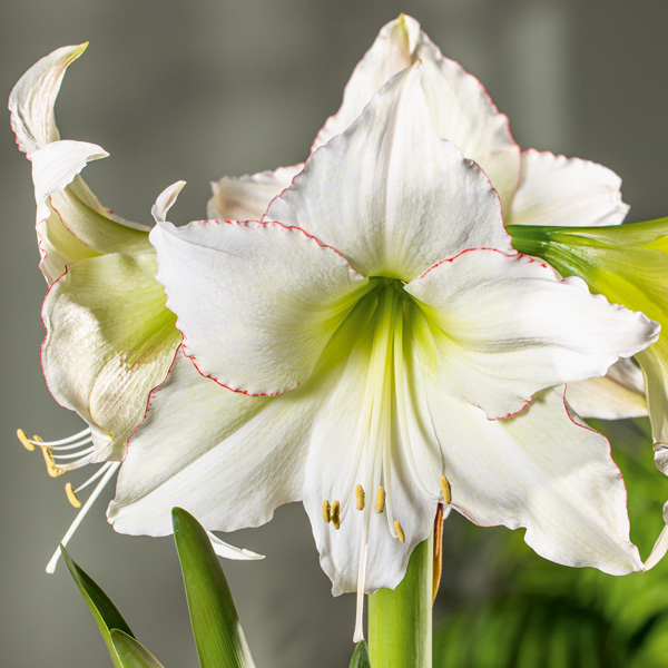 Hippeastrum Lemon Cream Hippeastrum Lemon Cream