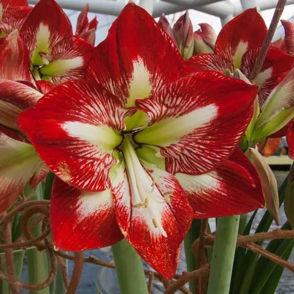 Hippeastrum Mega Star Hippeastrum Mega Star