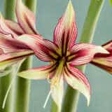 Hippeastrum Mystica Hippeastrum Mystica