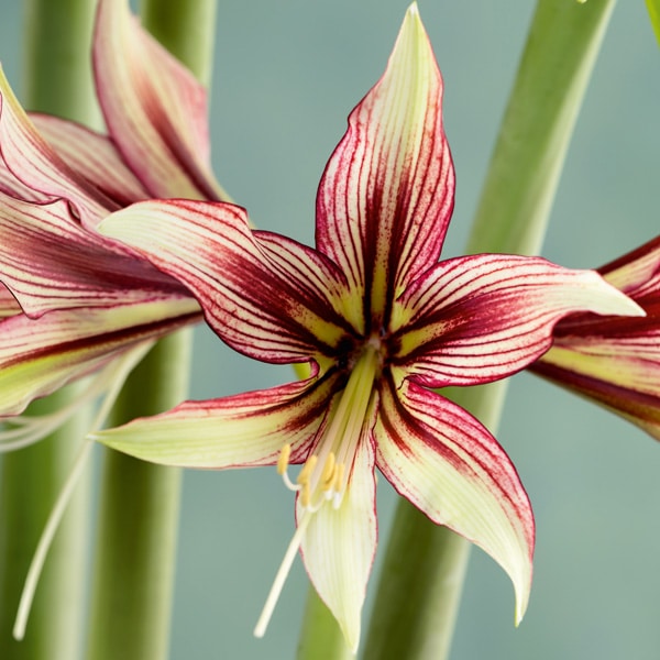 Hippeastrum Mystica Hippeastrum Mystica