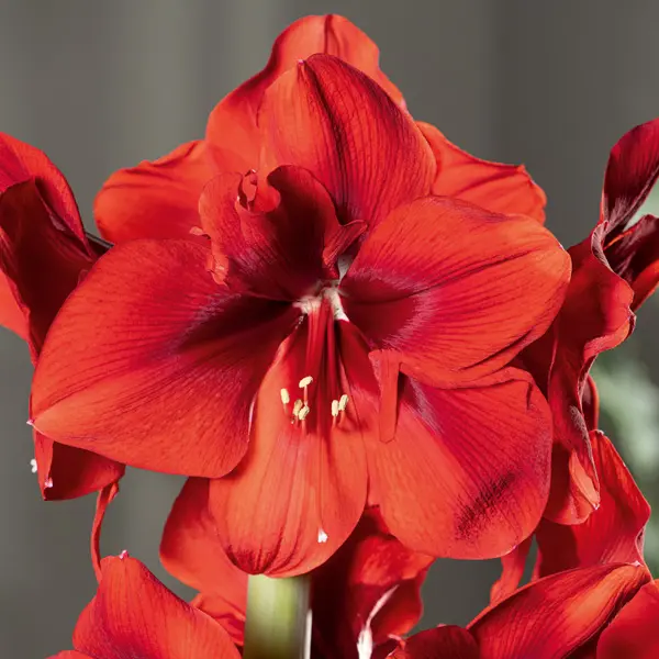 Hippeastrum Red Cream Hippeastrum Red Cream