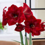 Hippeastrum Red Reality Hippeastrum Red Reality