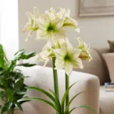 Hippeastrum Lemon Cream Hippeastrum Lemon Cream