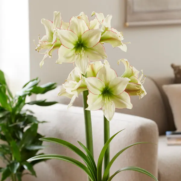 Hippeastrum Lemon Cream Hippeastrum Lemon Cream