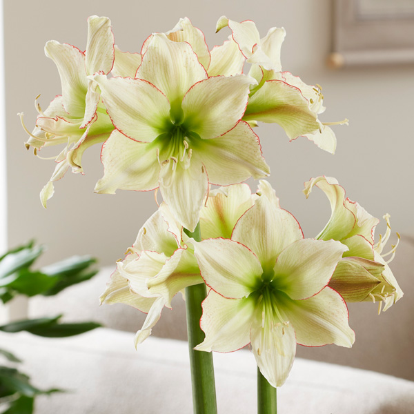 Hippeastrum Lemon Cream Hippeastrum Lemon Cream