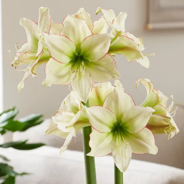 Hippeastrum Lemon Cream Hippeastrum Lemon Cream